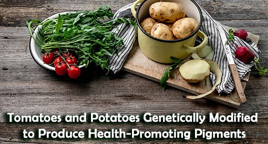 Tomatoes and Potatoes Genetically Modified to Produce Health-Promoting Pigments