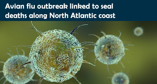 Avian flu outbreak linked to seal deaths along North Atlantic coast