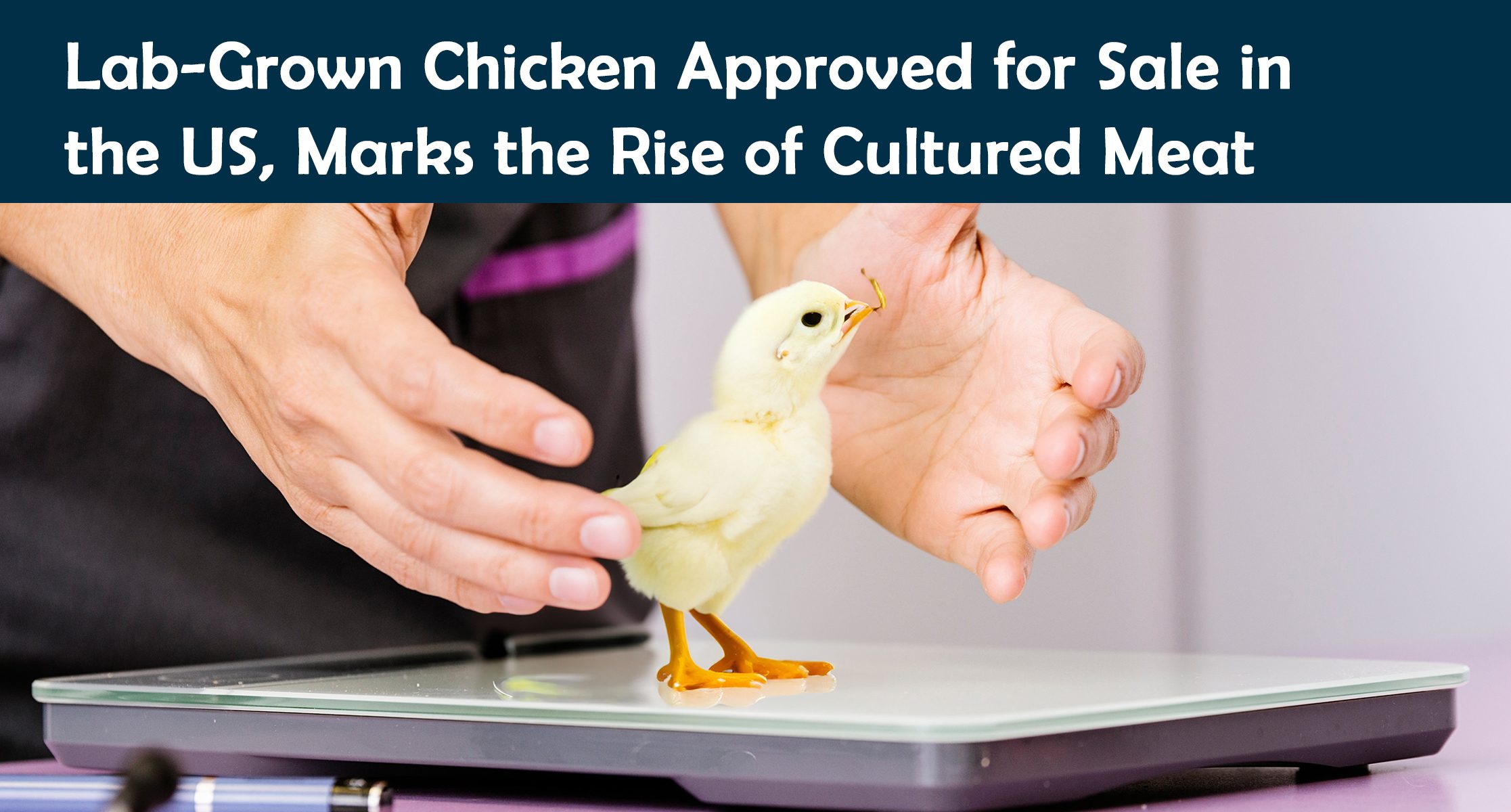Lab-Grown Chicken Approved for Sale in the US, Marks the Rise of Cultured Meat