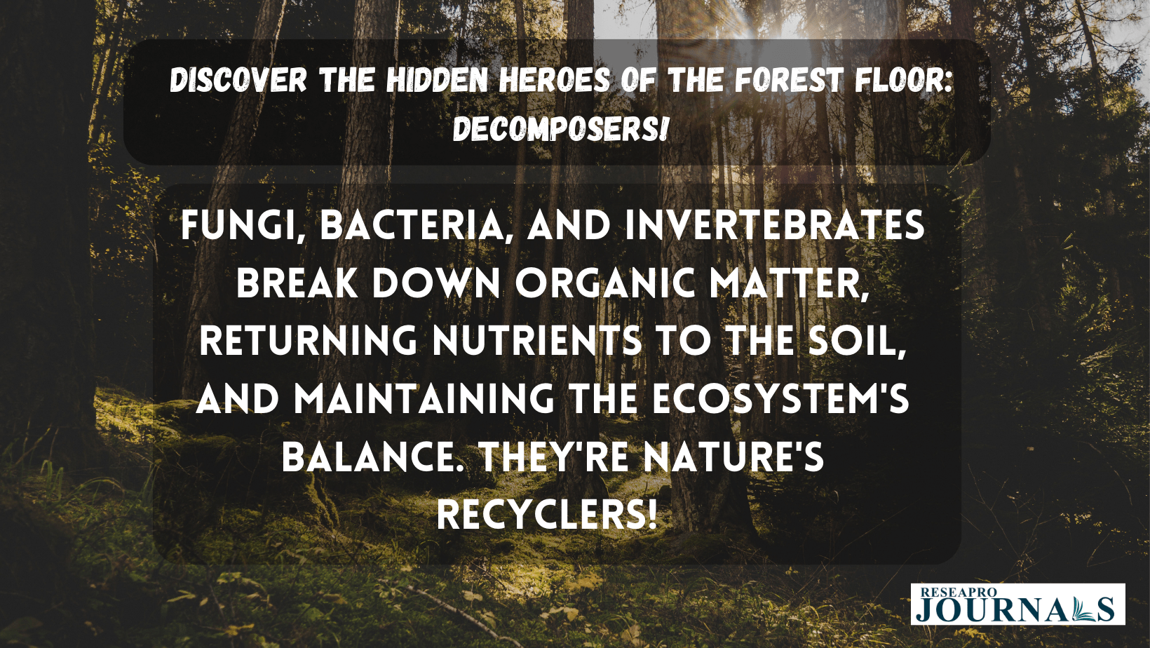 Discover The Hidden Heroes of the Forest Floor: Decomposers!