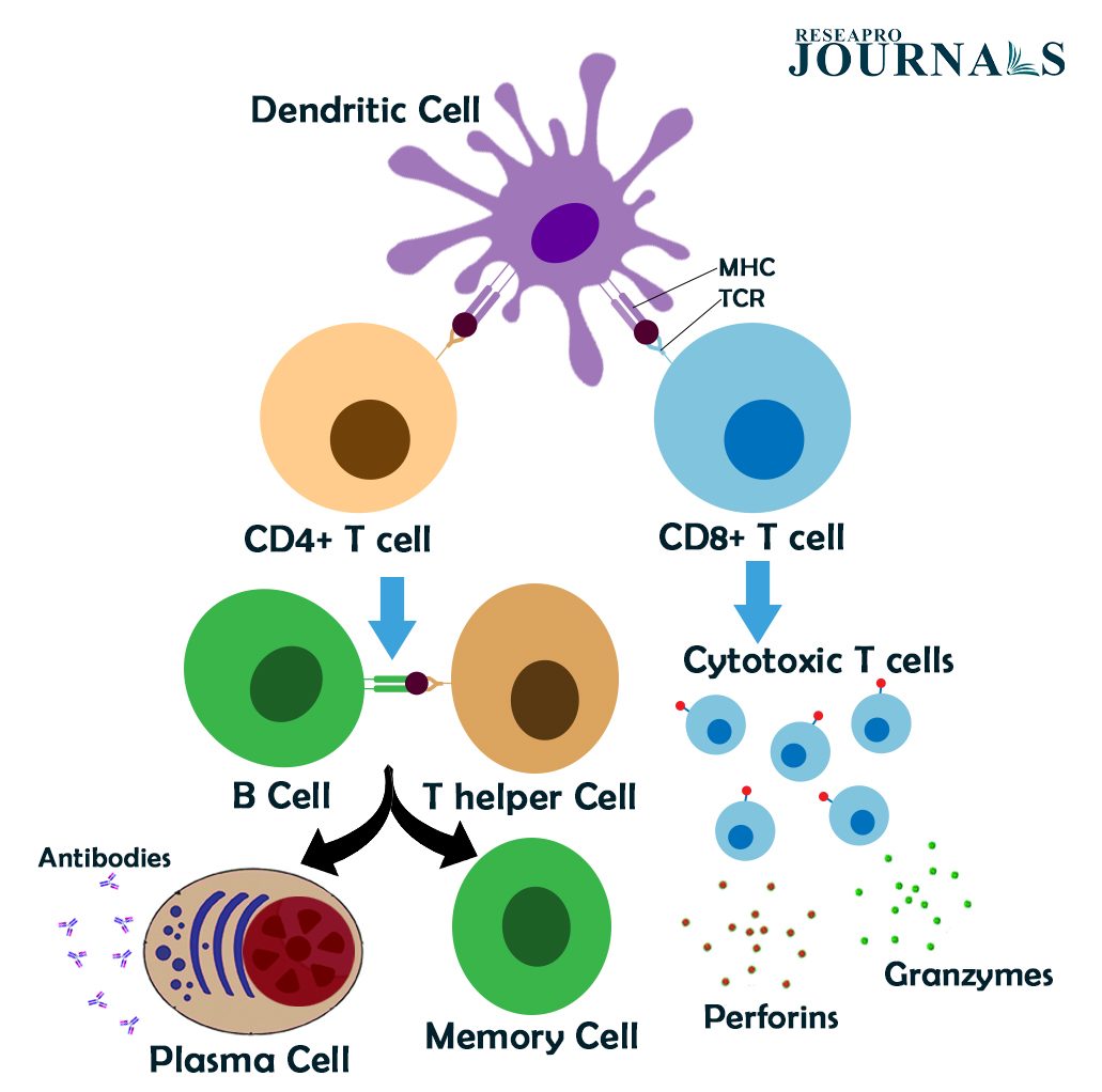 Dendritic cells: Guiding T cells to fight foreign threats