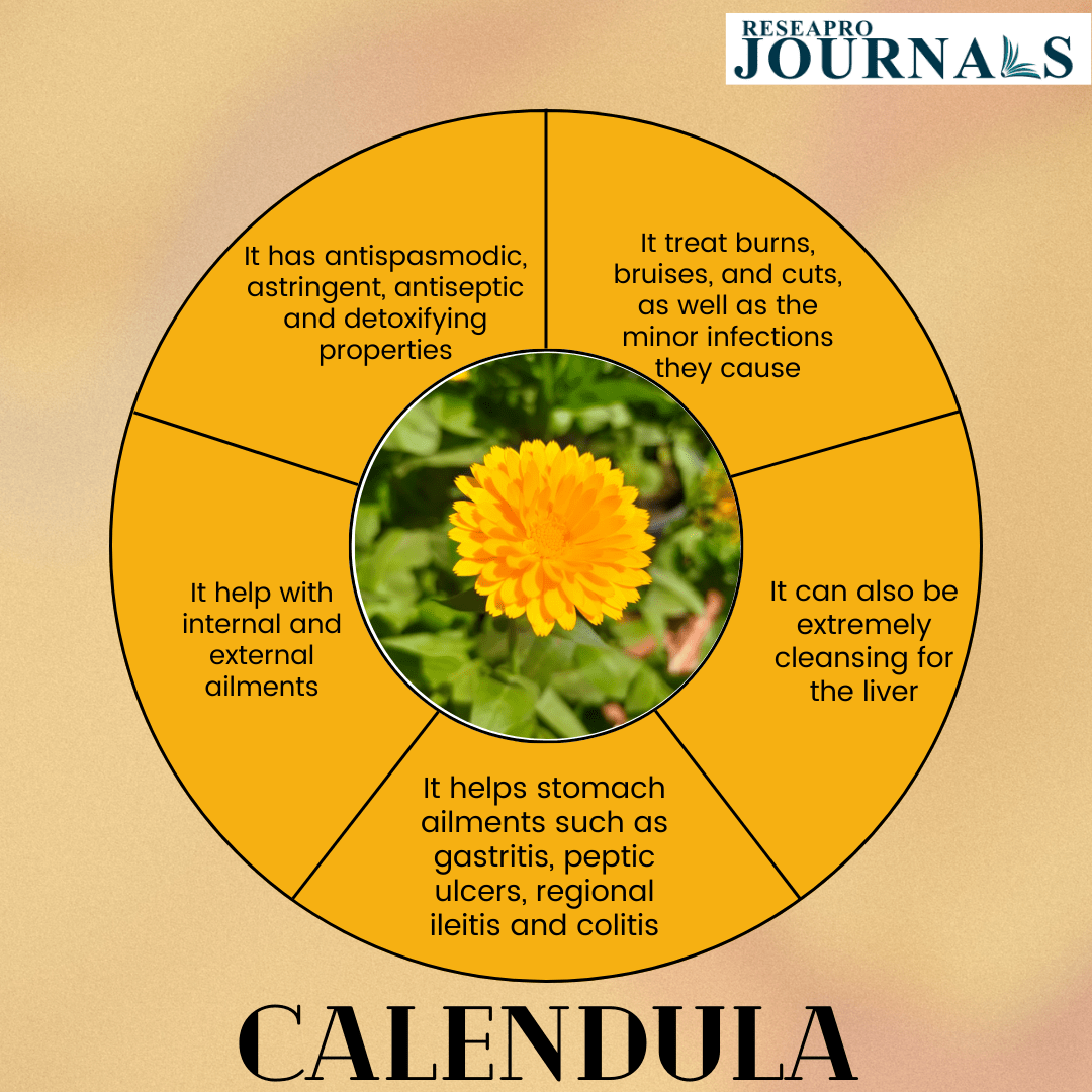 Calendula: Centuries of Healing Power from Petals to Health Benefits