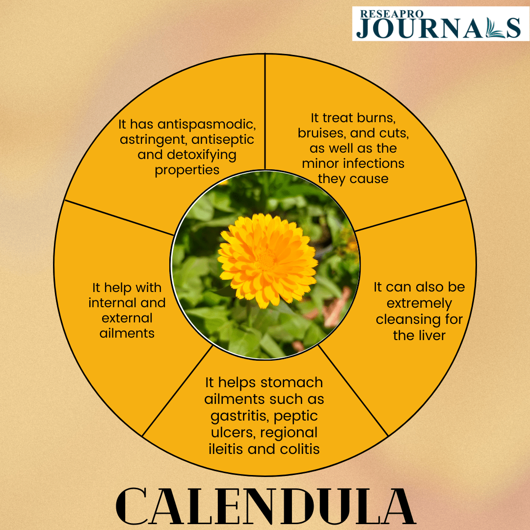 How To Use Calendula Plants - Learn About Calendula Benefits And