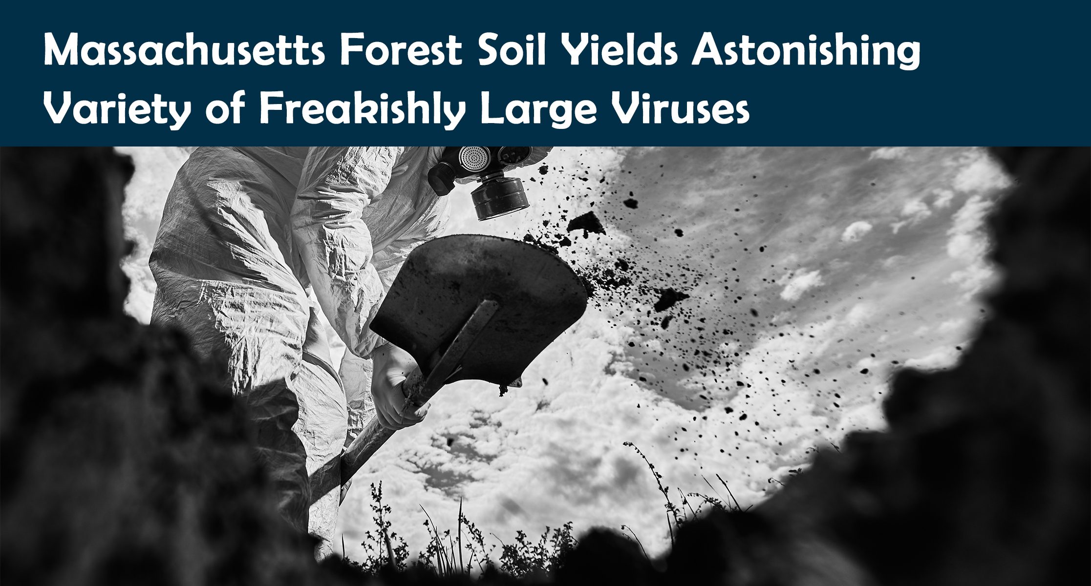 Massachusetts Forest Soil Yields Astonishing Variety of Freakishly Large Viruses