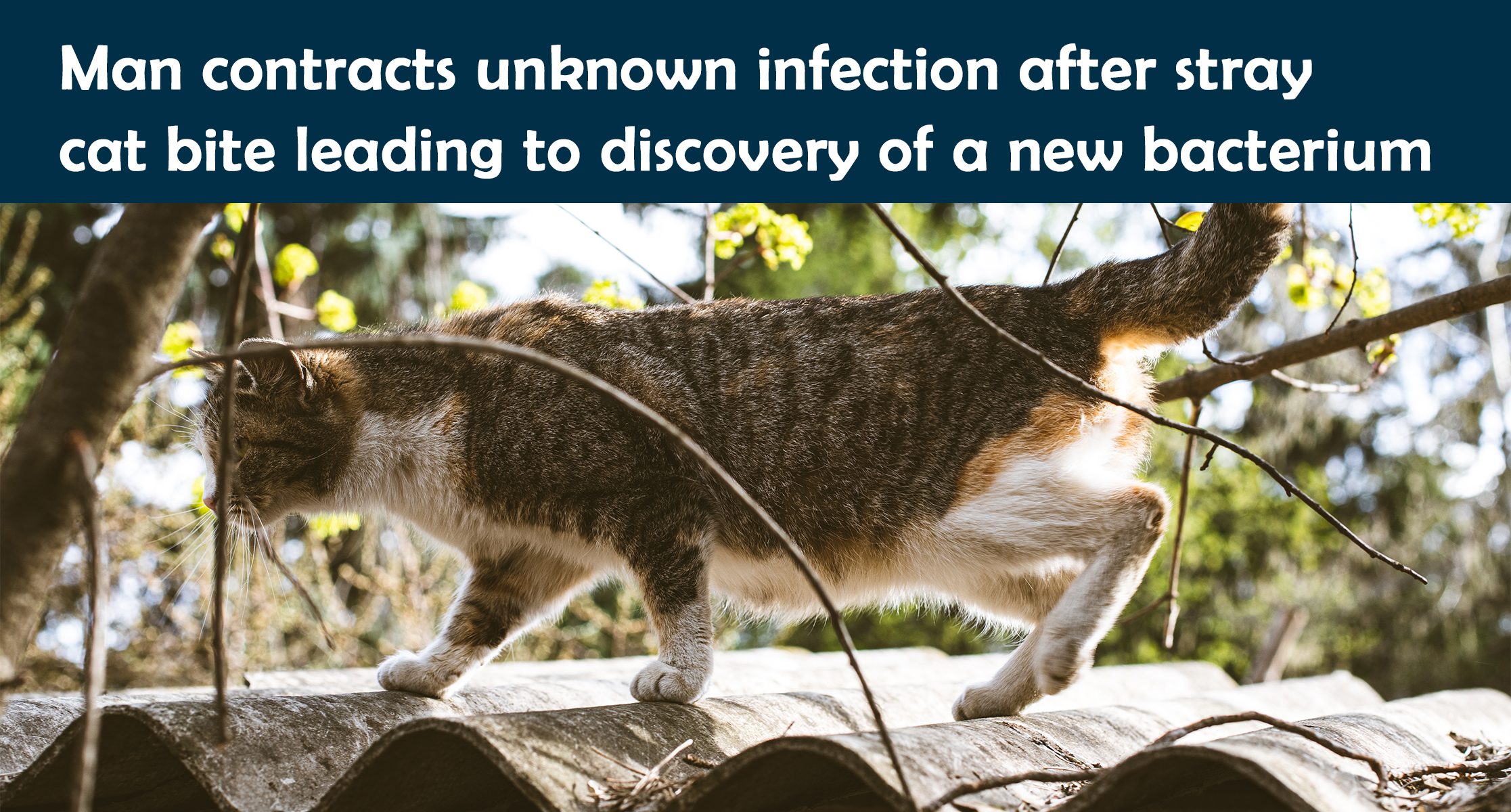 Man contracts unknown infection after stray cat bite leading to discovery of a new bacterium
