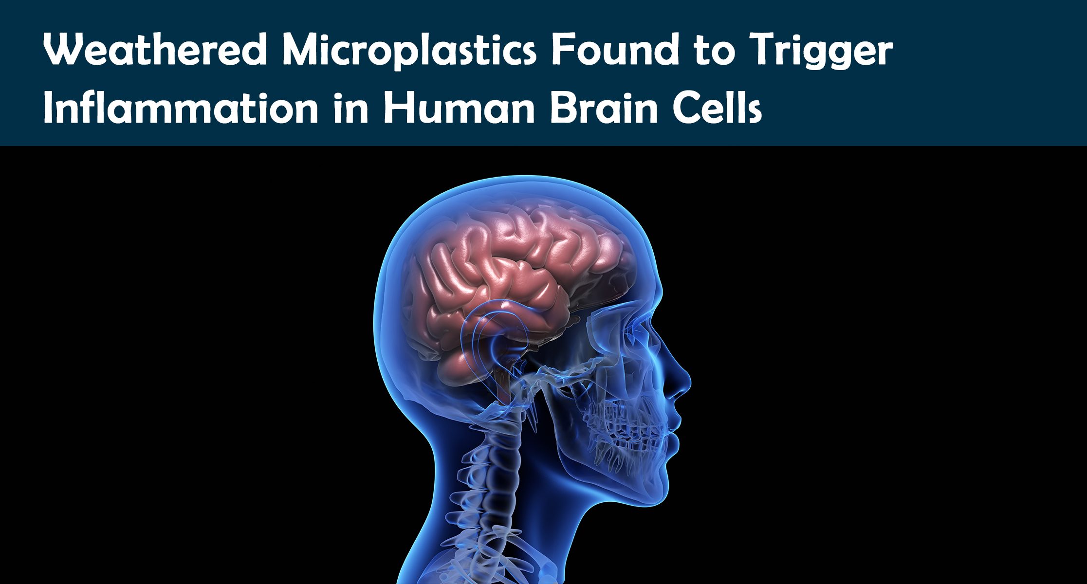 Weathered Microplastics Found to Trigger Inflammation in Human Brain Cells