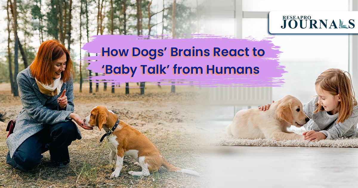 Why Your Dog Loves It When You Talk to Them Like a Baby