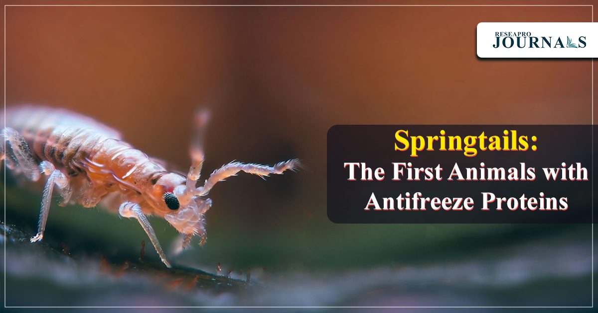 Springtails: The First Animals with Antifreeze Proteins