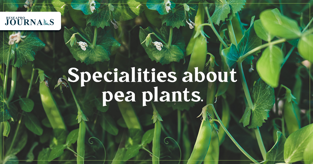 Specialities about pea plant