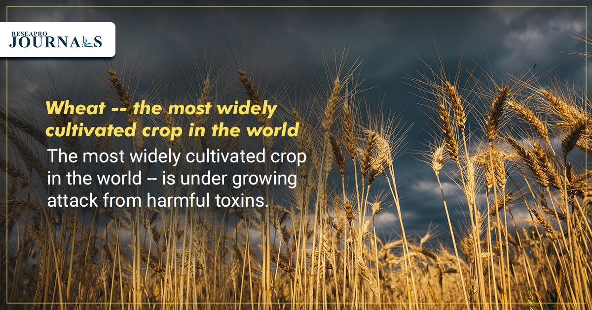 Wheat — the most widely cultivated crop in the world