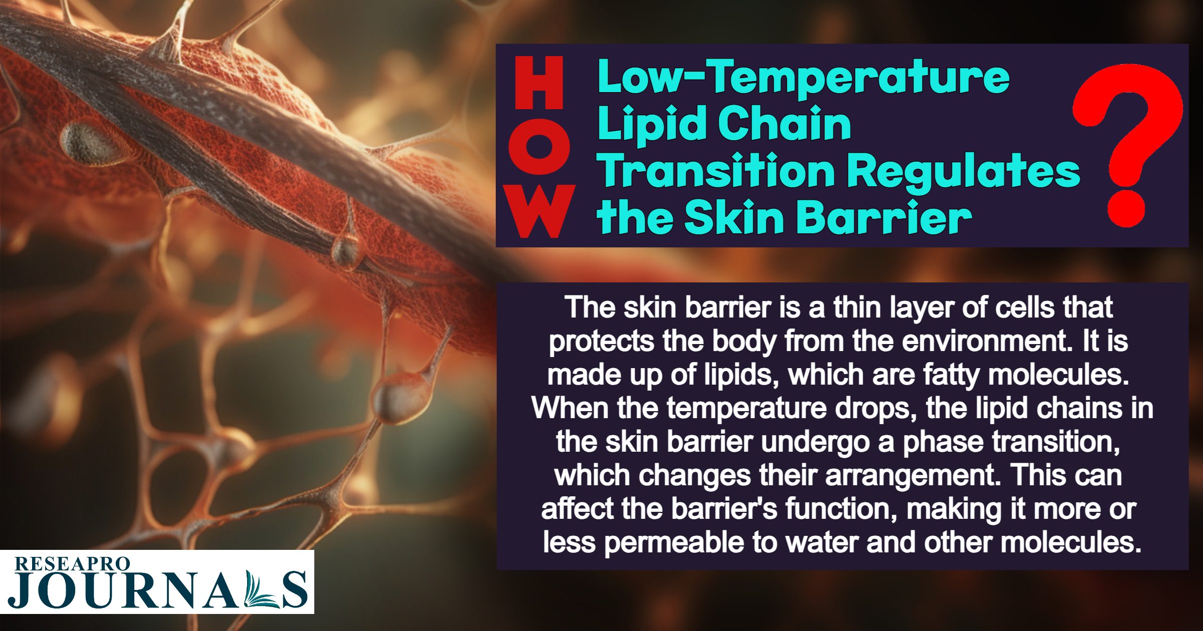 How low temperature lipid chain transition regulates the skin barrier?