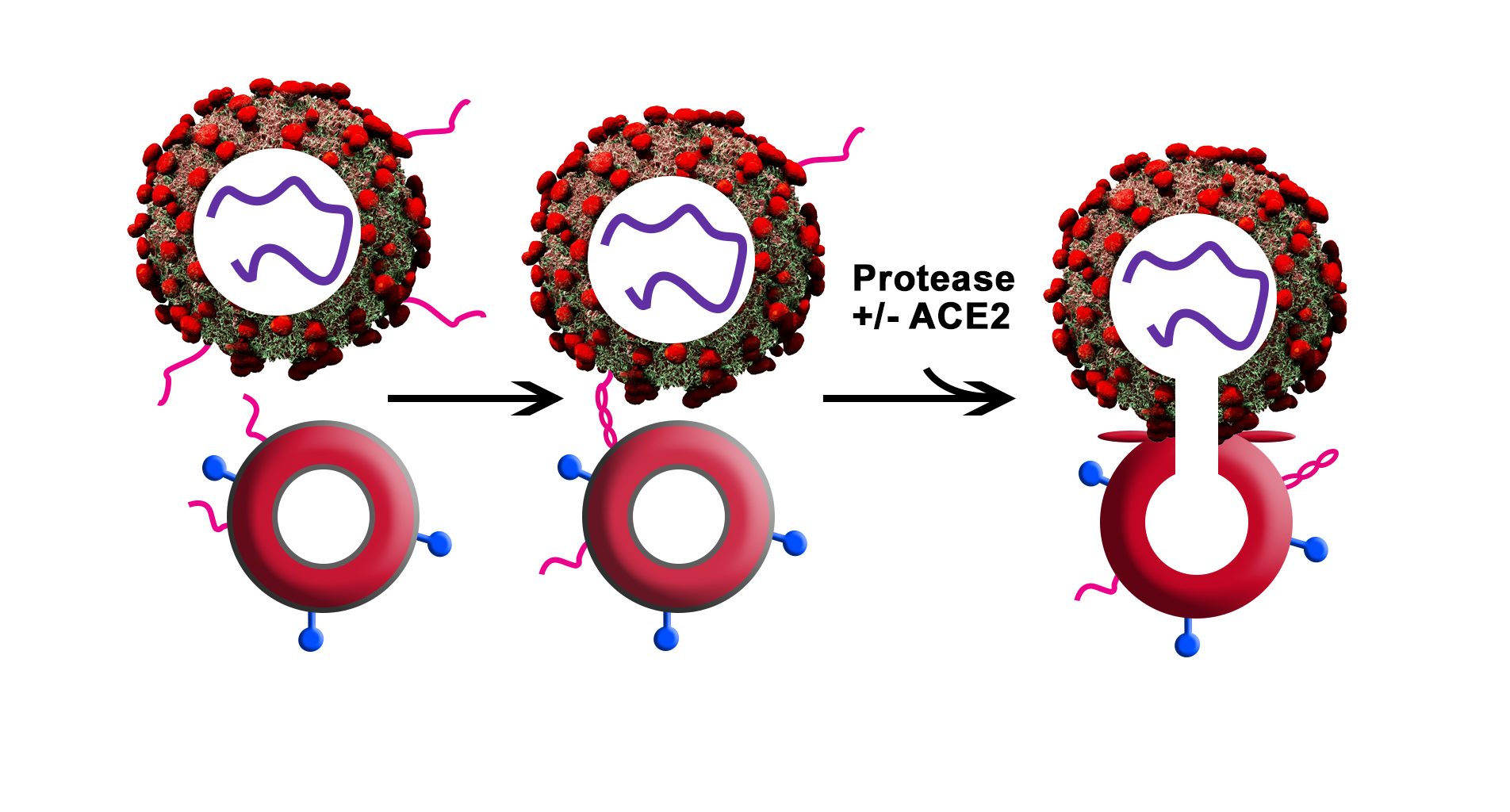 COVID-19’s Adaptability: How the Virus Infiltrates Cells Using Multiple “Doors”