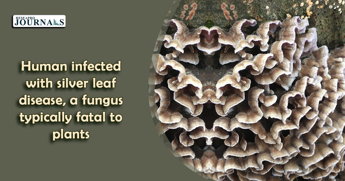 From plants to humans: Indian mycologist contracts silver leaf disease, a rare fungal infection