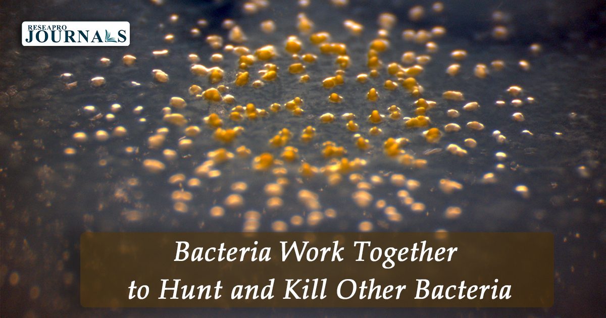 Bacteria Work Together to Hunt and Kill Other Bacteria