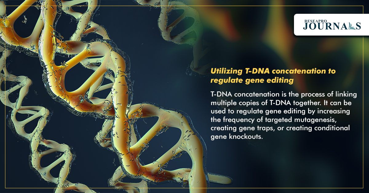 Utilizing T-DNA concatenation to regulate gene editing