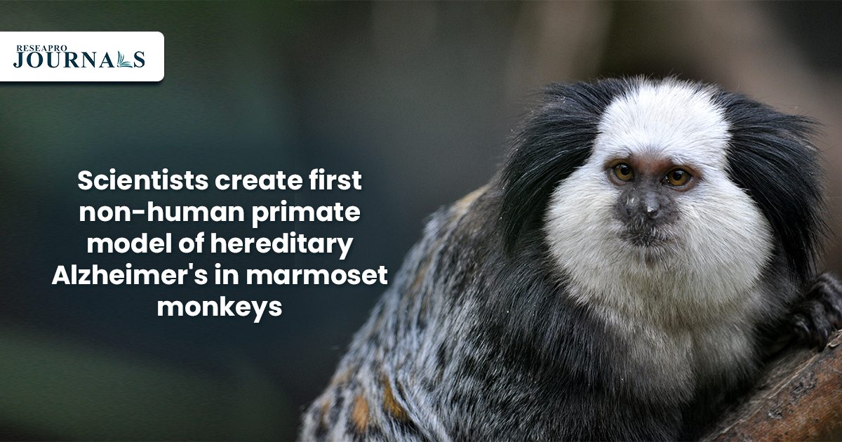 Scientists Create first non-human primate model of Hereditary Alzheimer’s in Marmoset monkeys
