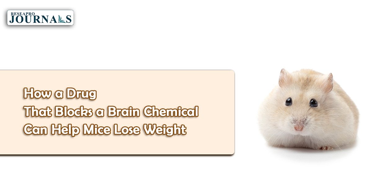 How a Drug That Blocks a Brain Chemical Can Help Mice Lose Weight