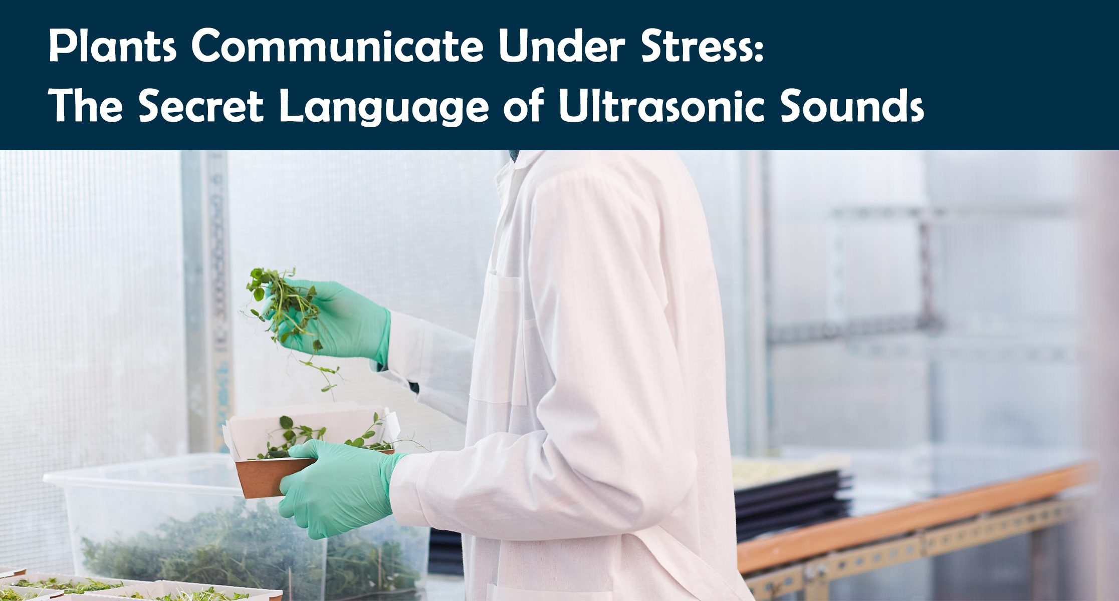 Plants Communicate Under Stress: The Secret Language of Ultrasonic Sounds