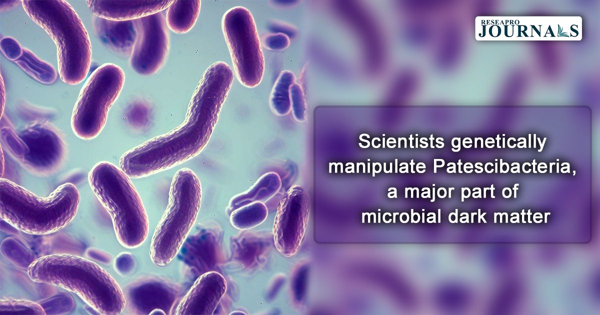 Scientists genetically manipulate Patescibacteria, a major part of microbial dark matter