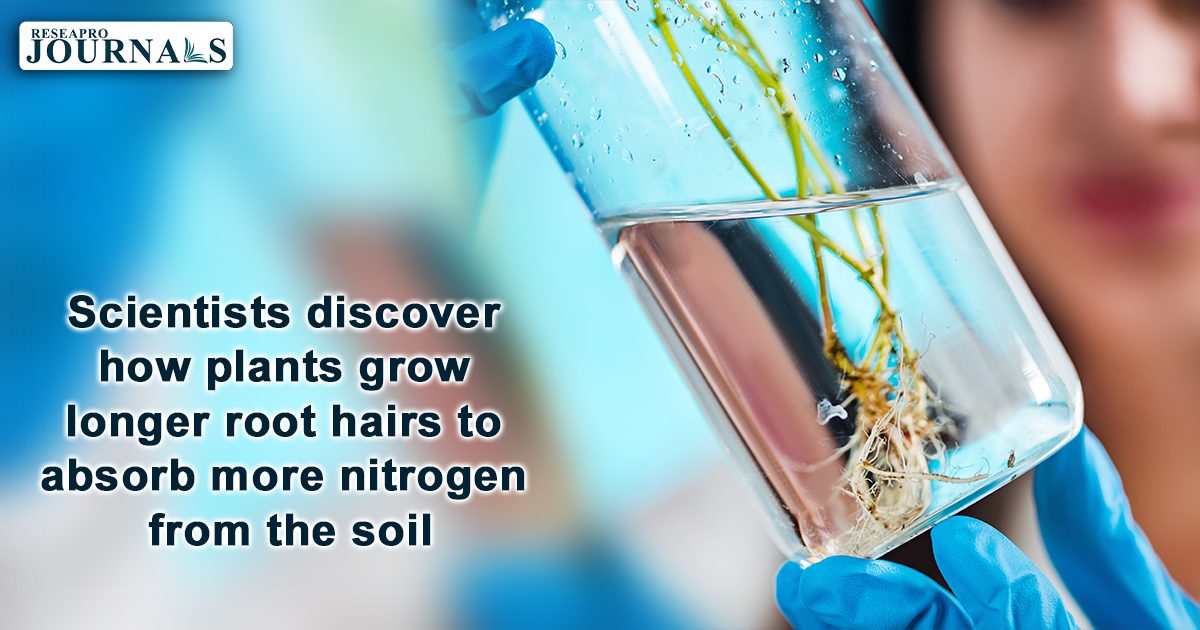 Scientists discover how plants grow longer root hairs to absorb more nitrogen from the soil