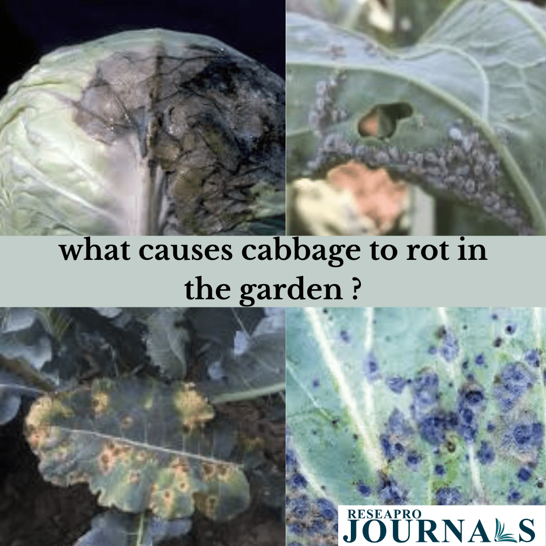 What causes cabbage to rot in the garden?