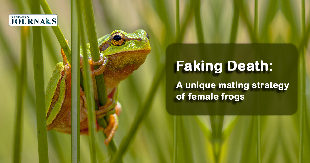 The unconventional mating strategy of female frogs