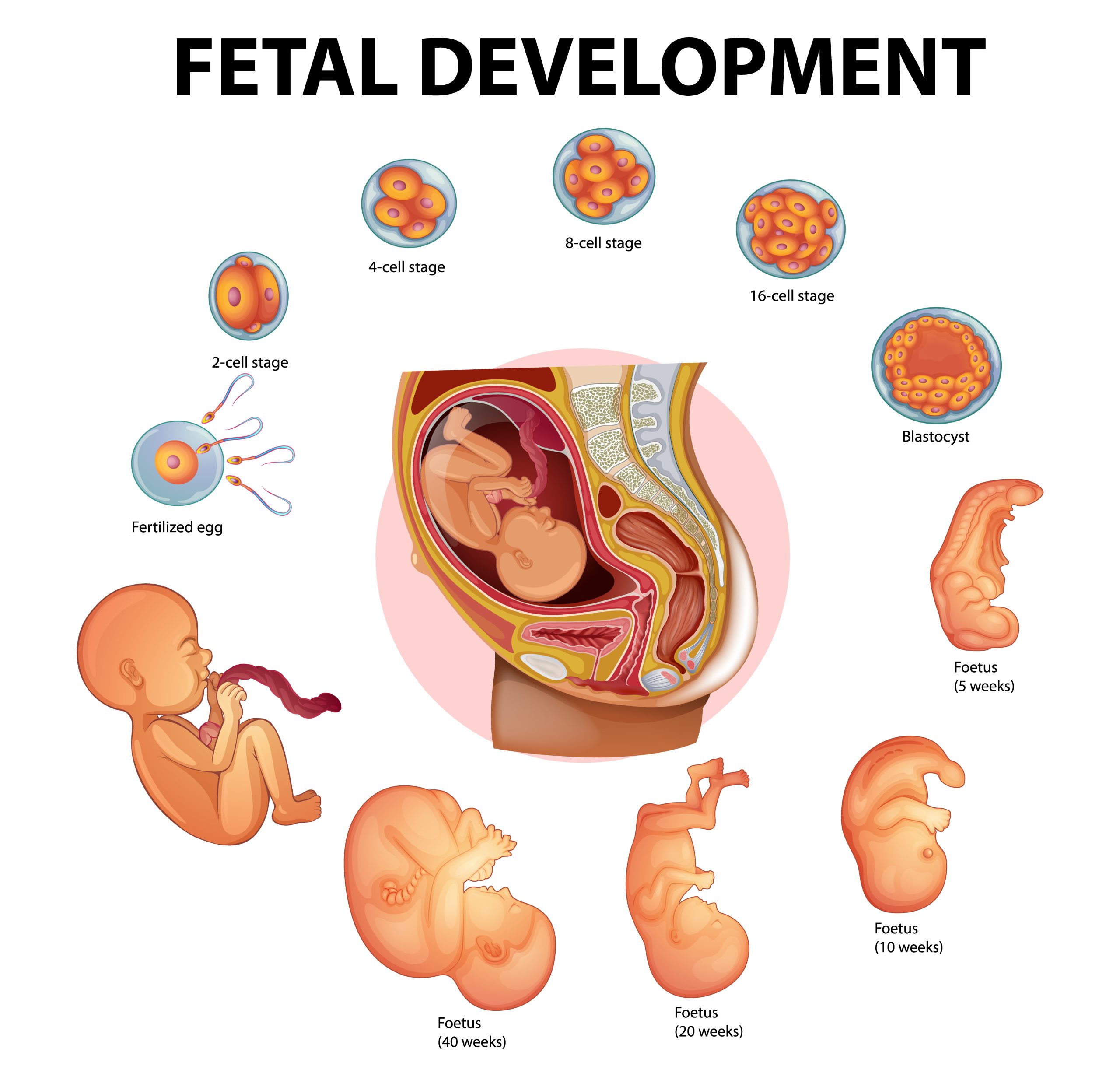 From a single cell to a fully formed human being, the journey of fetal development is truly amazing.