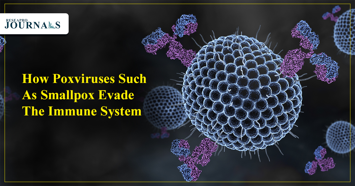 How Poxviruses Such As Smallpox Evade the Immune System