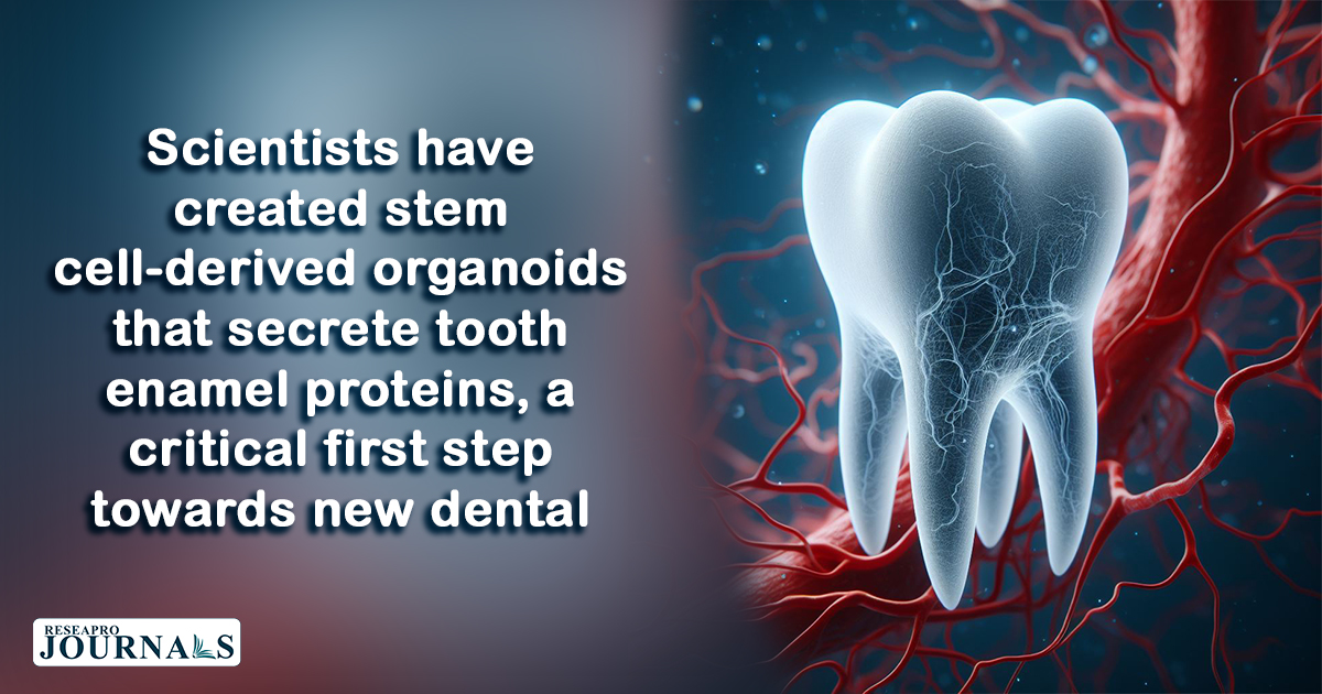 Stem cell-derived organoids secrete tooth enamel proteins, a critical first step towards new dental treatments