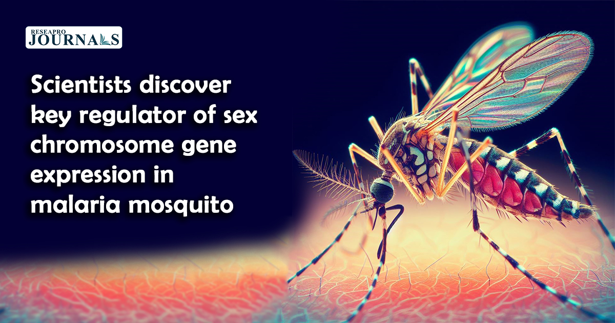Scientists discover key regulator of sex chromosome gene expression in malaria mosquito