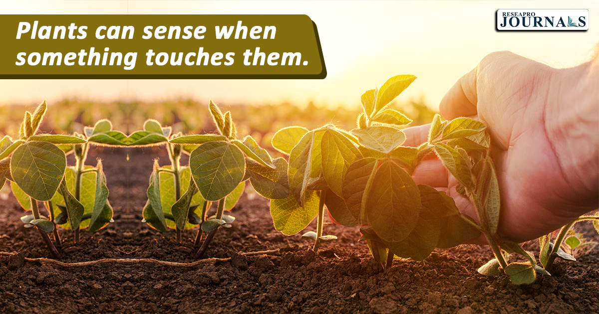 Plants can sense when something touches them.