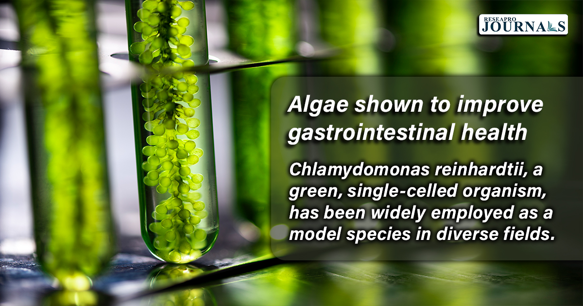 Algae shown to improve gastrointestinal health