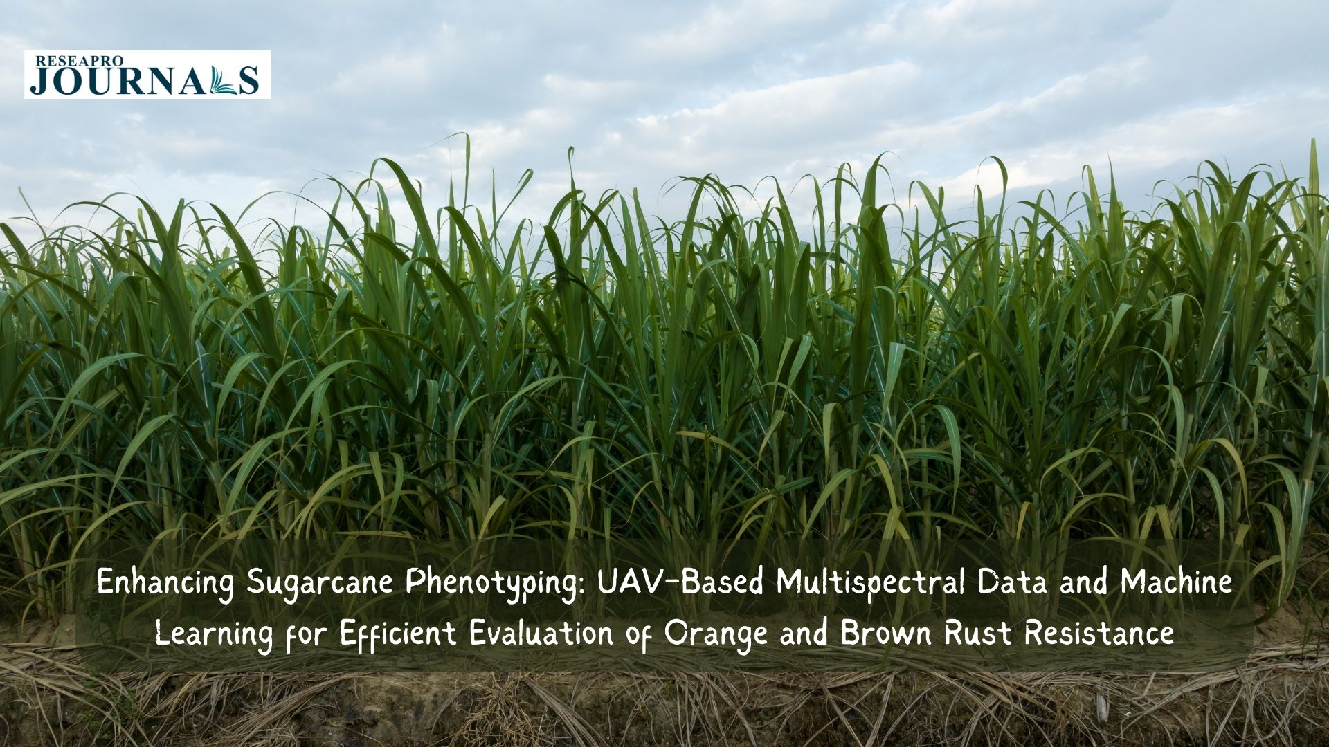 Enhancing Sugarcane Phenotyping: UAV-Based Multispectral Data and Machine Learning for Efficient Evaluation of Orange and Brown Rust Resistance