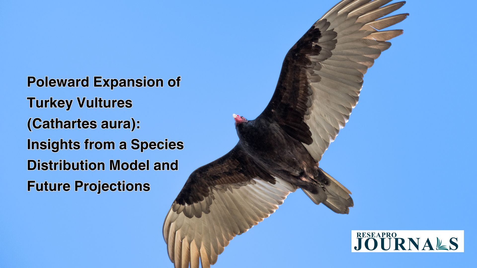 Poleward Expansion of Turkey Vultures (Cathartes aura): Insights from a Species Distribution Model and Future Projections