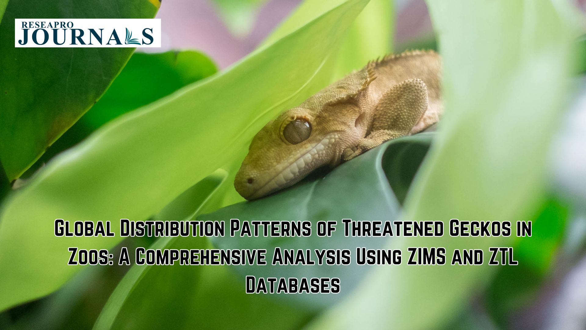 Global Distribution Patterns of Threatened Geckos in Zoos: A Comprehensive Analysis Using ZIMS and ZTL Databases