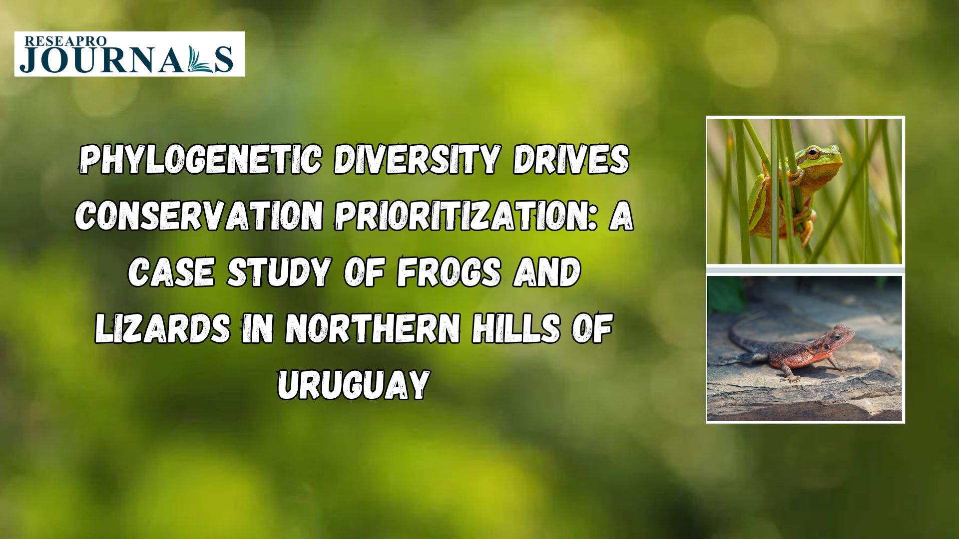 Phylogenetic Diversity Drives Conservation Prioritization: A Case Study of Frogs and Lizards in Northern Hills of Uruguay