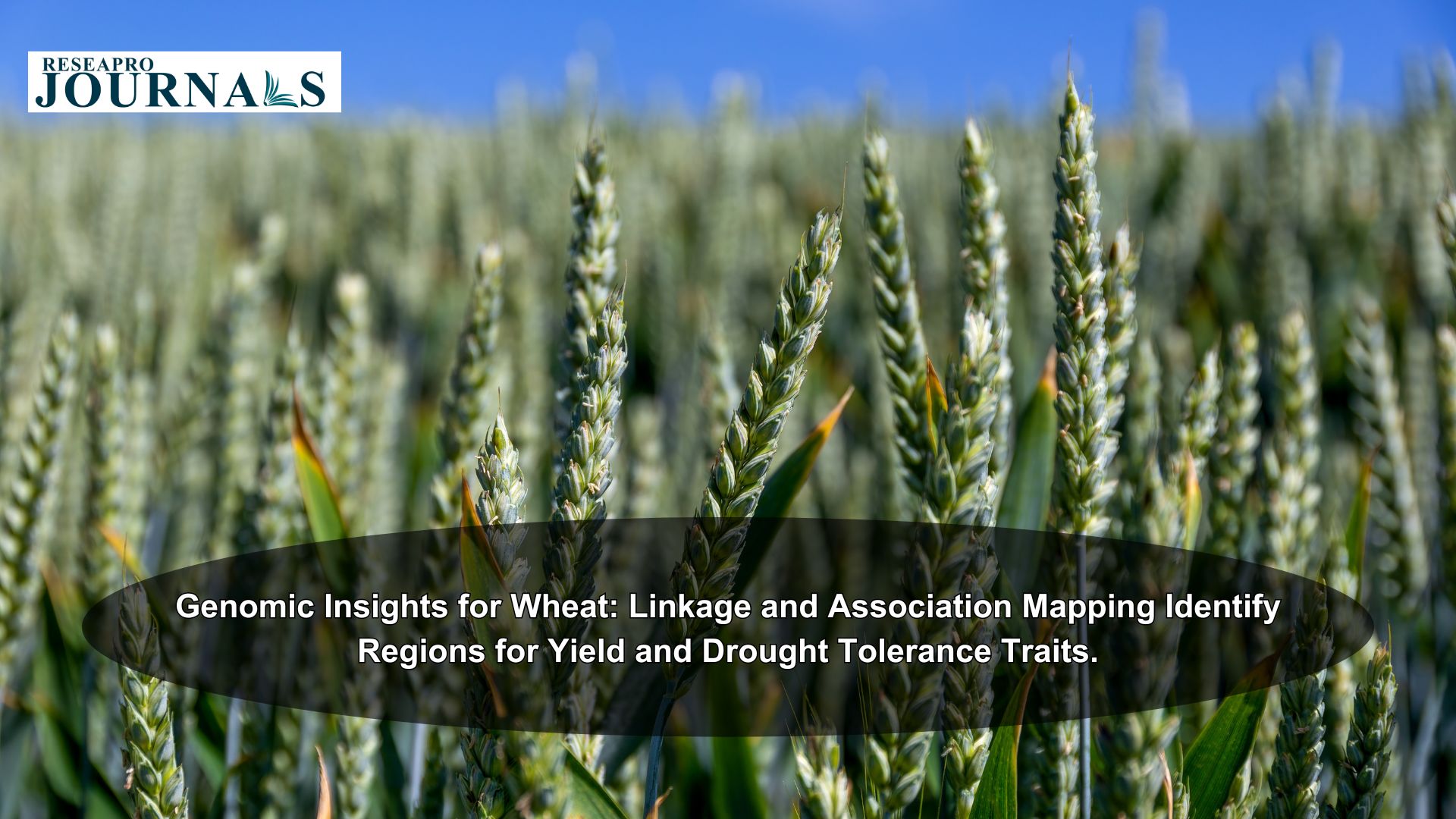 Genomic Insights for Wheat: Linkage and Association Mapping Identify Regions for Yield and Drought Tolerance Traits