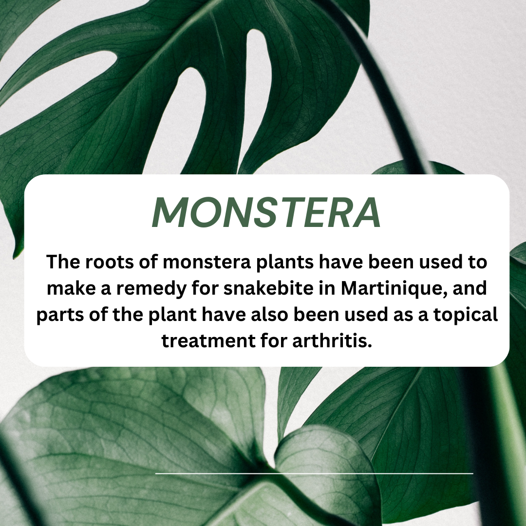 Monstera Marvel: Embracing Nature’s Beauty, One Leaf at a Time.