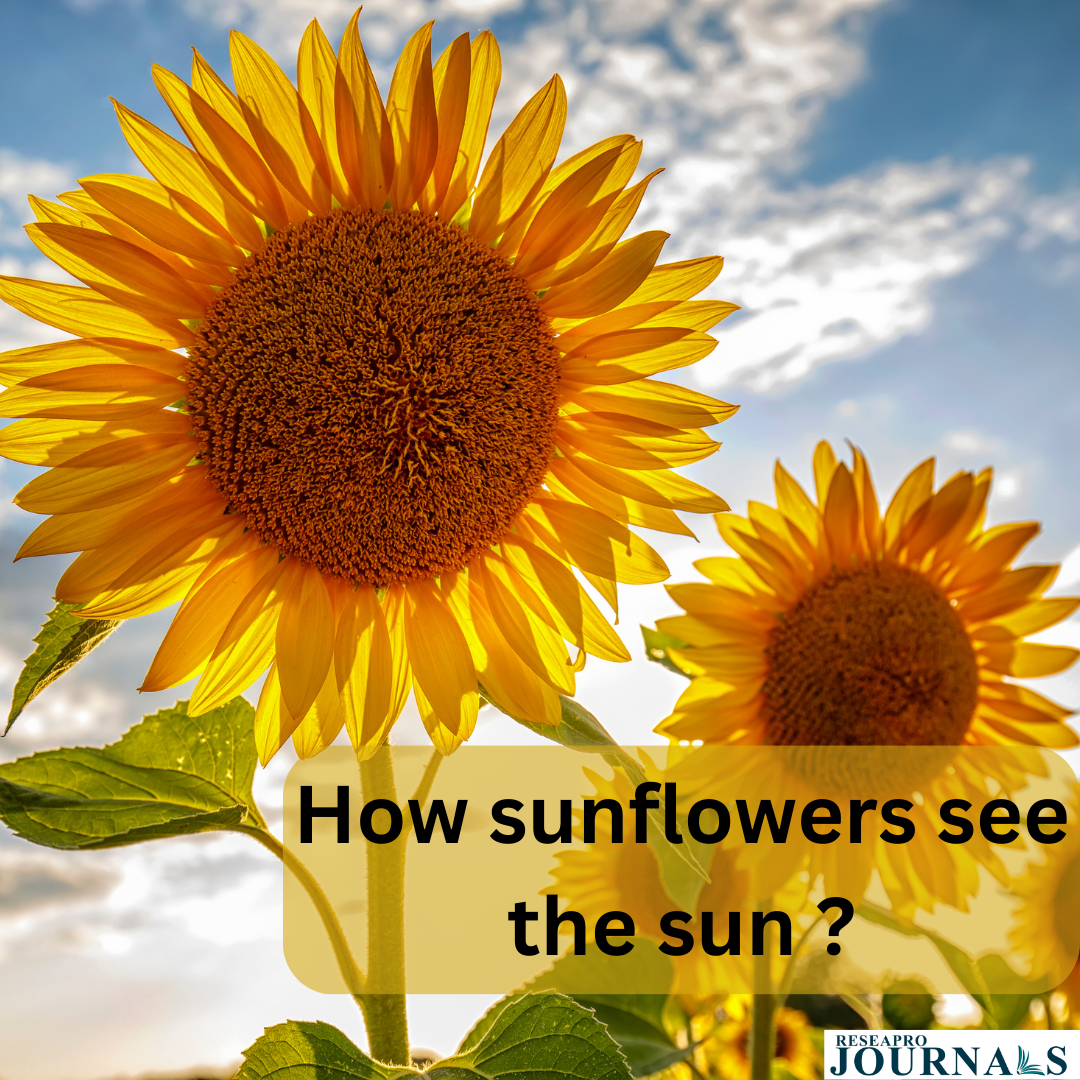 How sunflowers see the sun ?