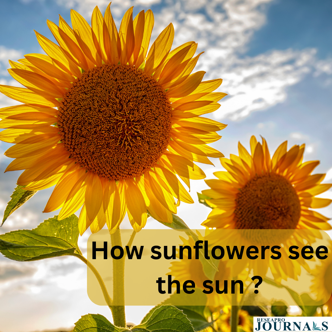 How sunflowers see the sun