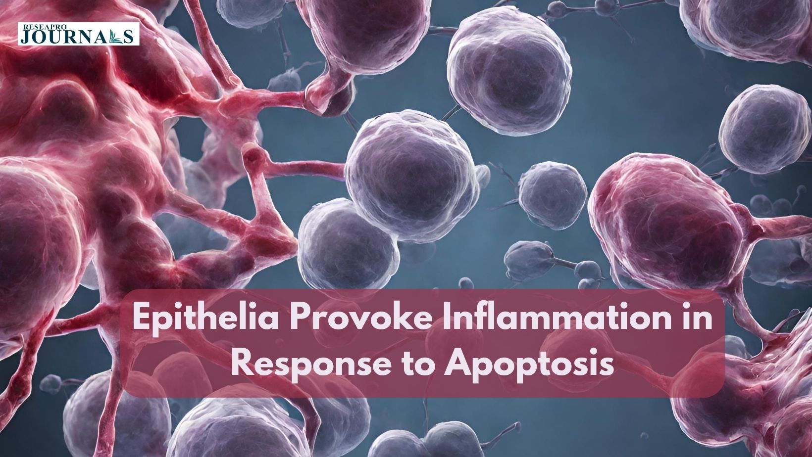 Epithelia Provoke Inflammation in Response to Apoptosis