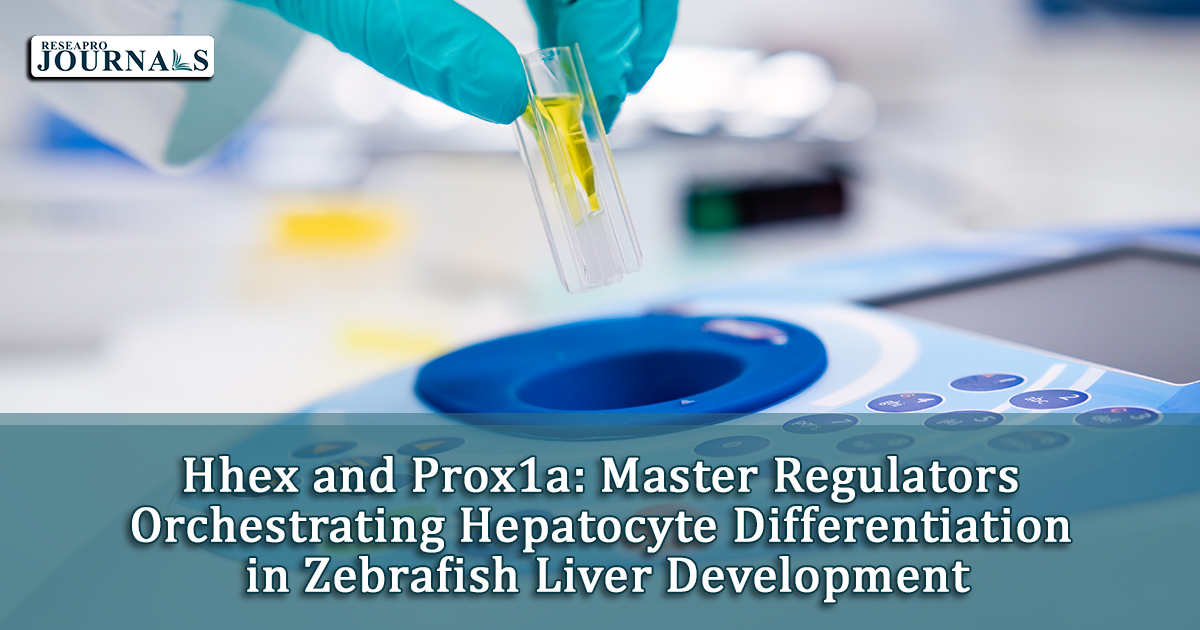 Hhex and Prox1a: Master Regulators Orchestrating Hepatocyte Differentiation in Zebrafish Liver Development