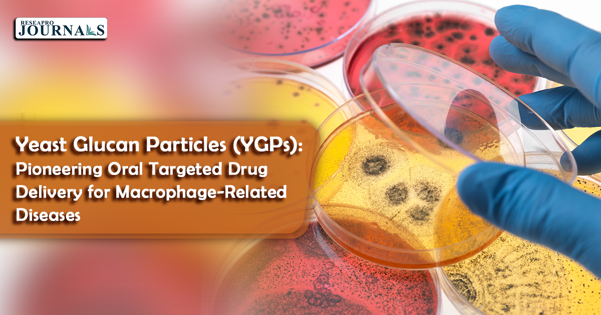 Yeast Glucan Particles (YGPs): Pioneering Oral Targeted Drug Delivery for Macrophage-Related Diseases