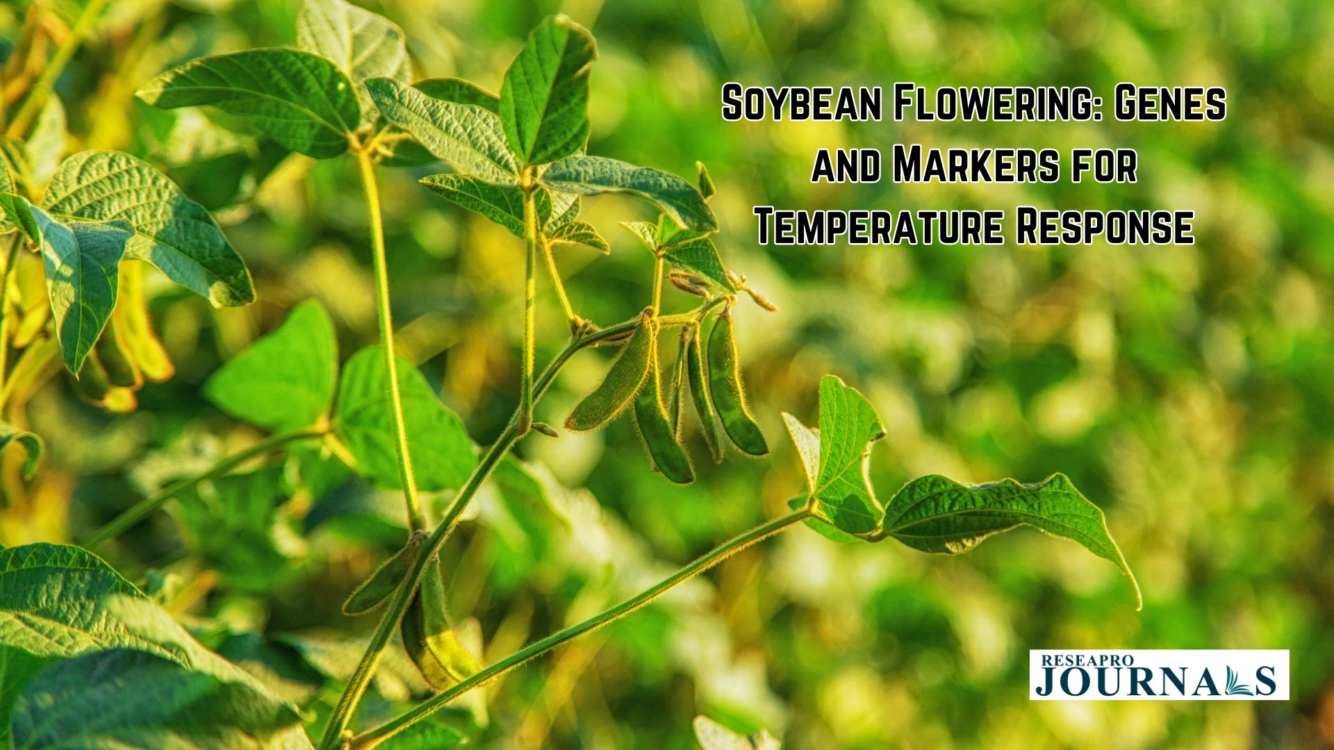 Soybean Flowering: Genes and Markers for Temperature Response