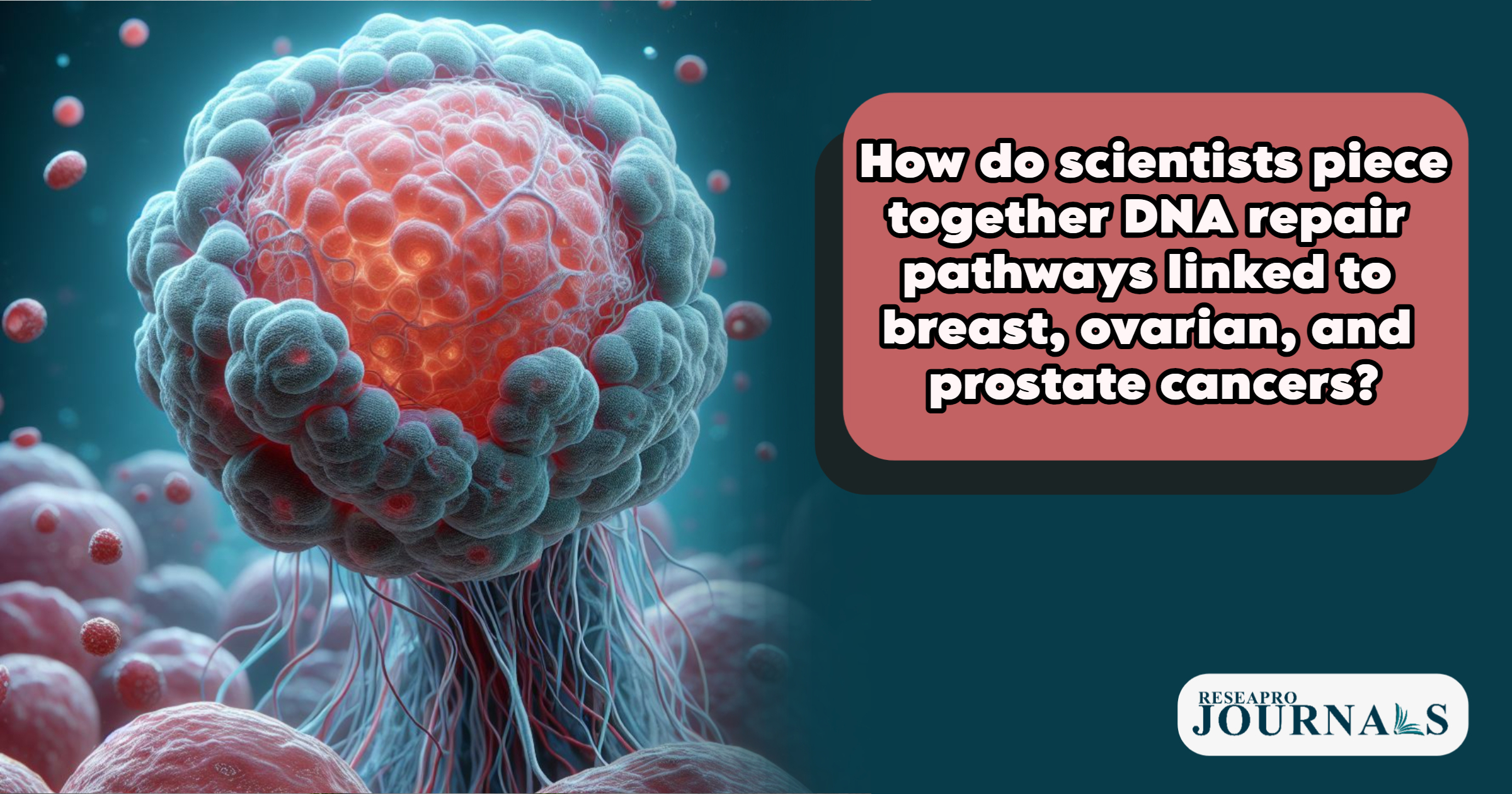 Deciphering DNA Repair Pathways in Breast, Ovarian, and Prostate Cancers