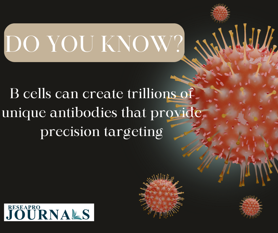 B cells can create trillions of unique antibodies that provide precision targeting