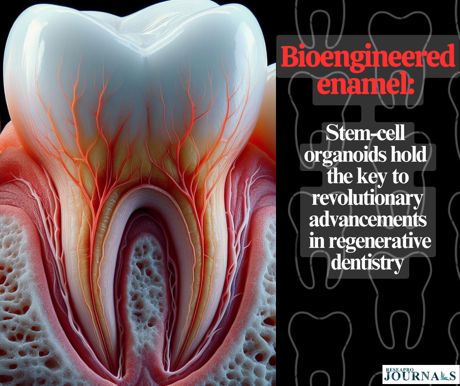 Bioengineered enamel: Stem-cell organoids hold the key to revolutionary advancements in regenerative dentistry