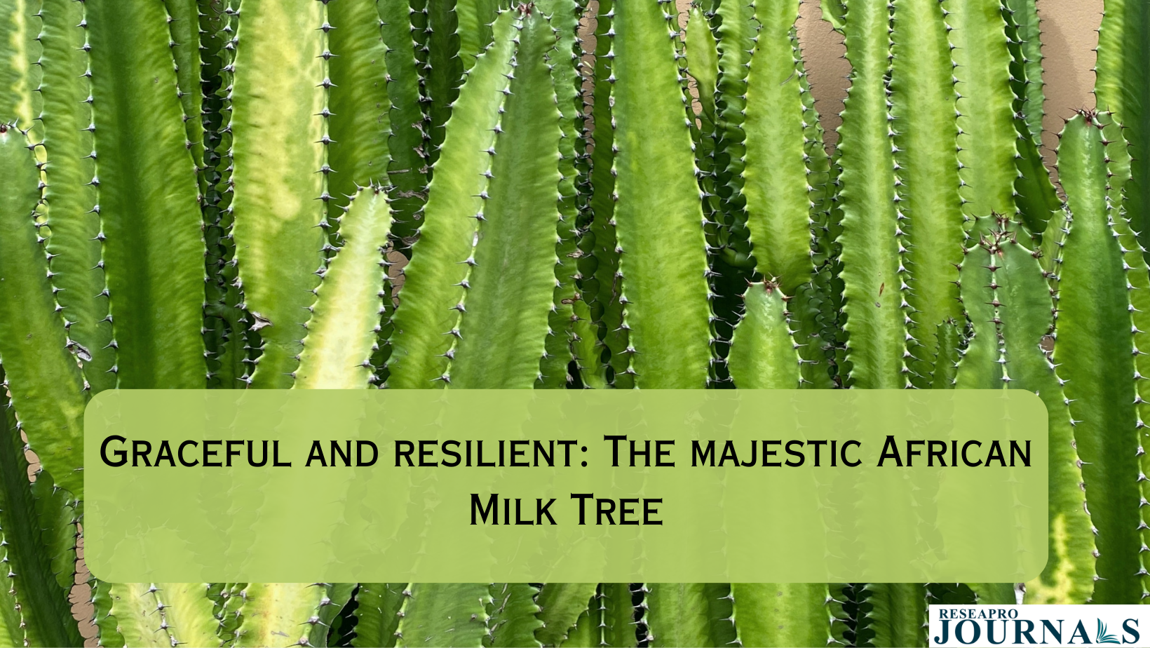 The Majestic African Milk Tree