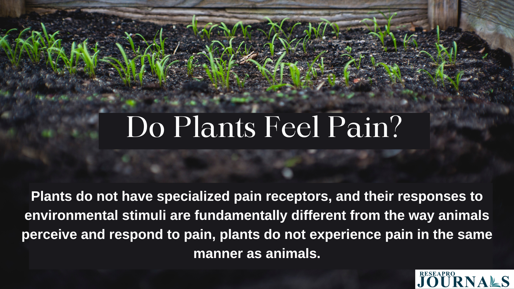 Do Plants Feel Pain?