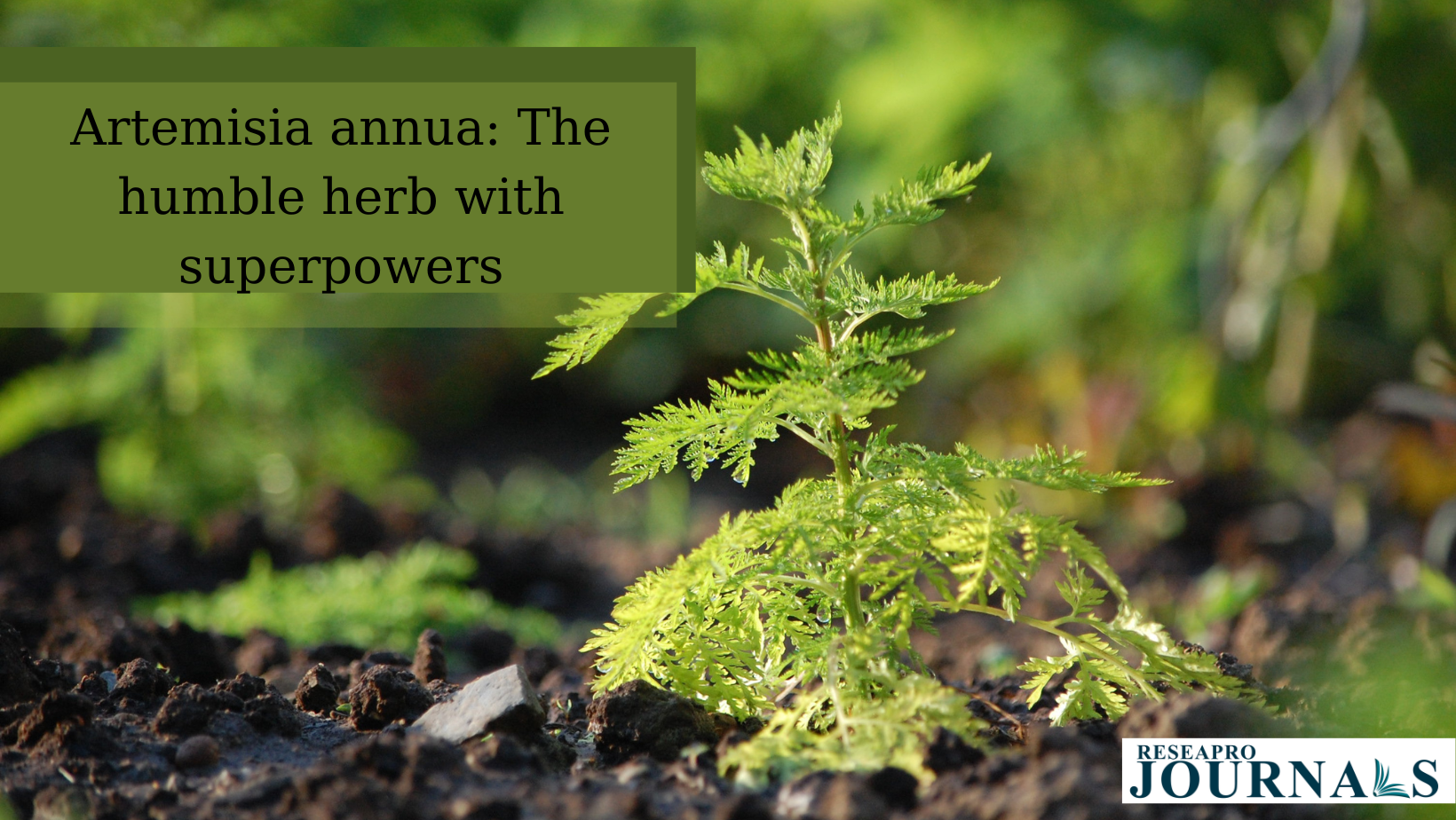 Artemisia annua: The humble herb with superpowers